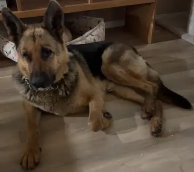 Rehoming my 8 year old german shepherd due to unforeseen circumstances. He is neutered and is house/...