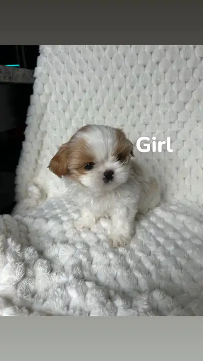 Ready 2 Go!! ❤️sweetheart shih tzus ❤️, View more