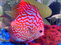 Large discus