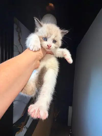 Ragdoll kitten Ready for New Loving home 2 white seal Blue eyes, View more