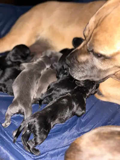 Black and blue , Purebred Cane Corso Puppies, View more