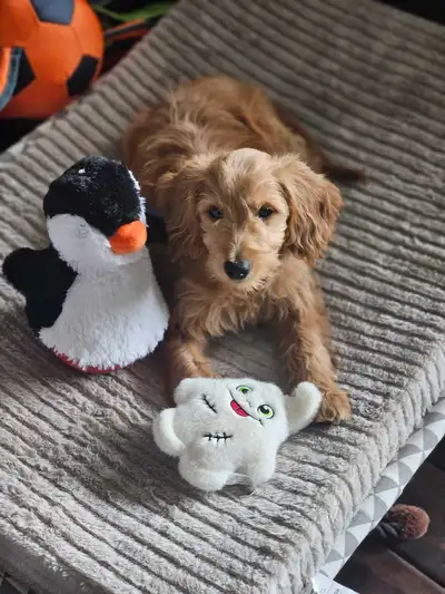 This adorable Mini Goldendoodle puppy is ready to bring endless joy and cuddles to a loving new home...