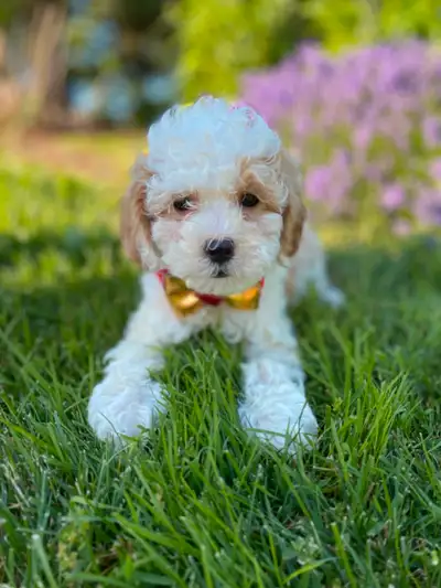 Maltipoo puppies, View more