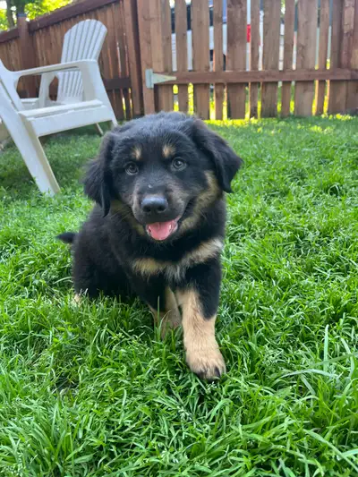 Berger Australien chiot 9 semaines, View more