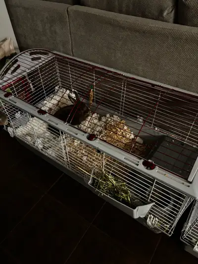 2 rabbits with cages and all accessories, View more