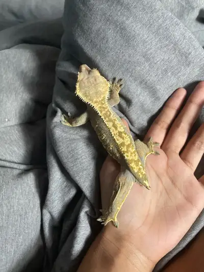 Crested Gecko, View more