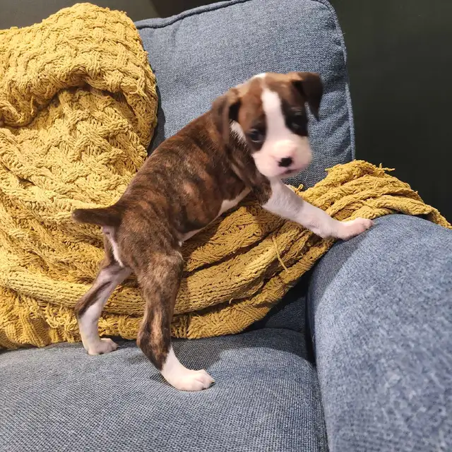 -SOLD- Flashy Brindle Female Boxer Puppy – Ready Now – Last Girl in Dogs & Puppies for Rehoming in Norfolk County - Image 8