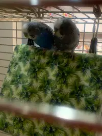 Looking to rehome 3 adult budgies (approx. 2-3 yrs. old)