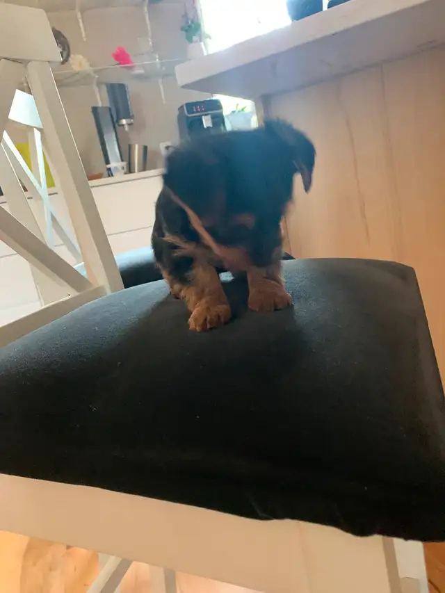 Yorkie puppies in Dogs & Puppies for Rehoming in Winnipeg - Image 6
