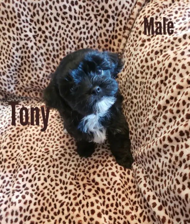 Beautiful Shorkie X Maltese Puppies!! Hypoallergenic **1 Left in Dogs & Puppies for Rehoming in Edmonton - Image 2