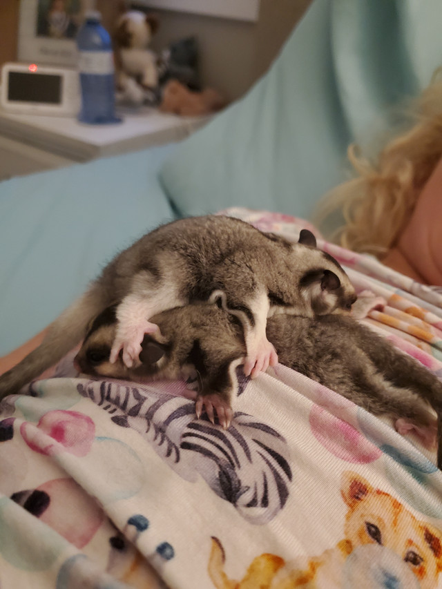 Two baby sugar gliders almost ready to go!!! Hand raised!! in Small Animals for Rehoming in Norfolk County - Image 3