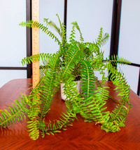 Indoor Plant: Fern
