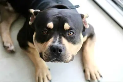 Dog for adoption, View more