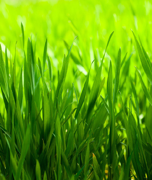 Lawn Care Services in Lawn, Tree Maintenance & Eavestrough in Red Deer