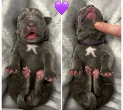 Neapolitan Mastiff puppies, View more