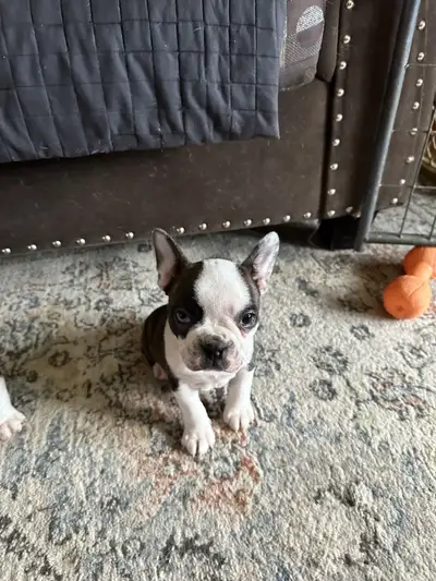 Boston Terrier Puppies, View more
