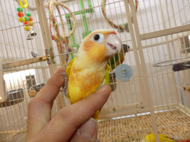 Suncheek Conures in Birds for Rehoming in Abbotsford