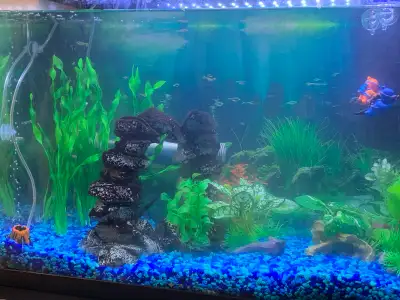 Wanted Tetras and Mollies, View more