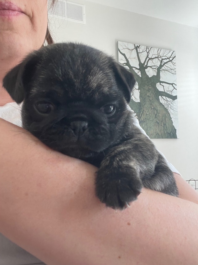 Pure pug (Male) 5 weeks old. Dogs & Puppies for Rehoming Guelph