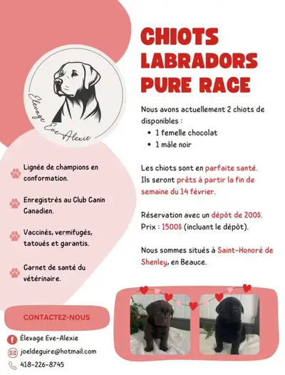 Chiot labrador pure race, View more