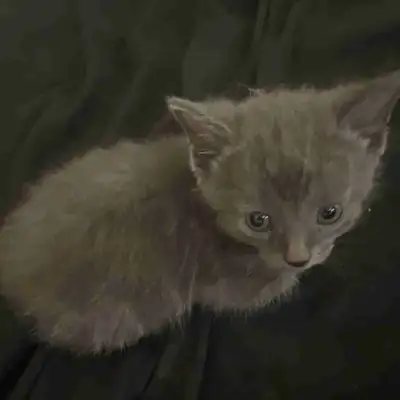 6 weeks old female domestic long hair blue kitten , View more