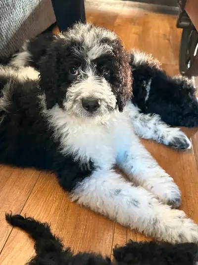 This beautiful little F1B Golden Mountain doodle (MALES)) are waiting to be adopted. They are a medi...