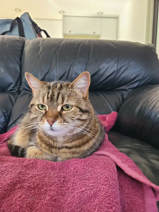 Chat adulte in Cats & Kittens for Rehoming in Victoriaville - Image 3