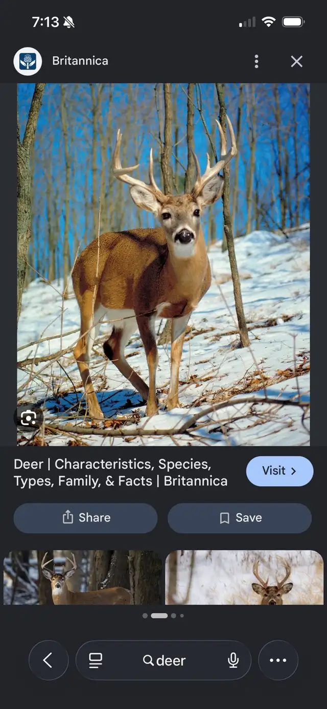 looking for hunting property
