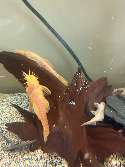 Albino Bristle Nose Plecos, View more