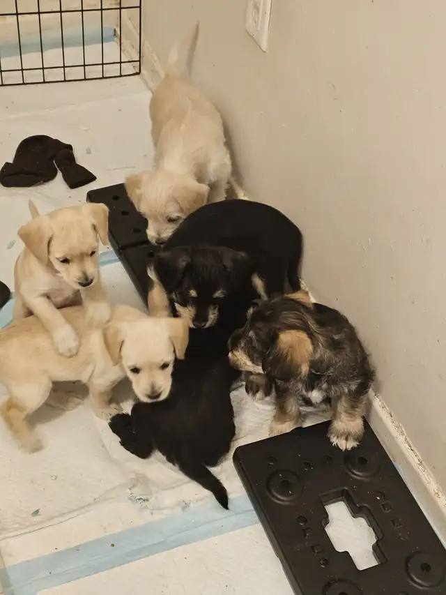 Cockapoo Schnauzer Puppies in Dogs & Puppies for Rehoming in Mississauga / Peel Region - Image 9