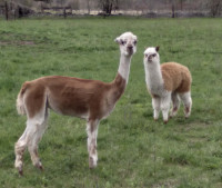Alpacas for sale  Mother and Son