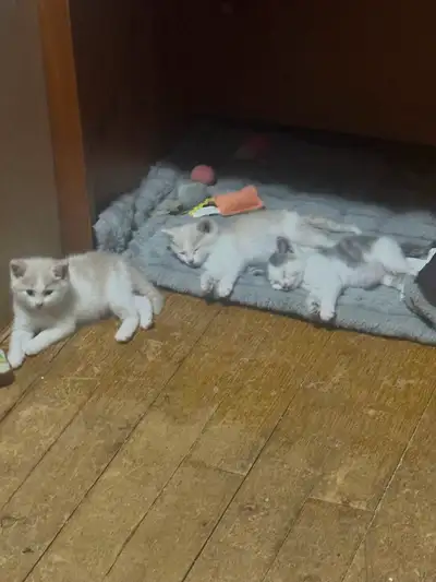 Adorable rescue kittens ready for their forever homes, View more