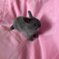 Netherland Dwarf Baby bunny Grey