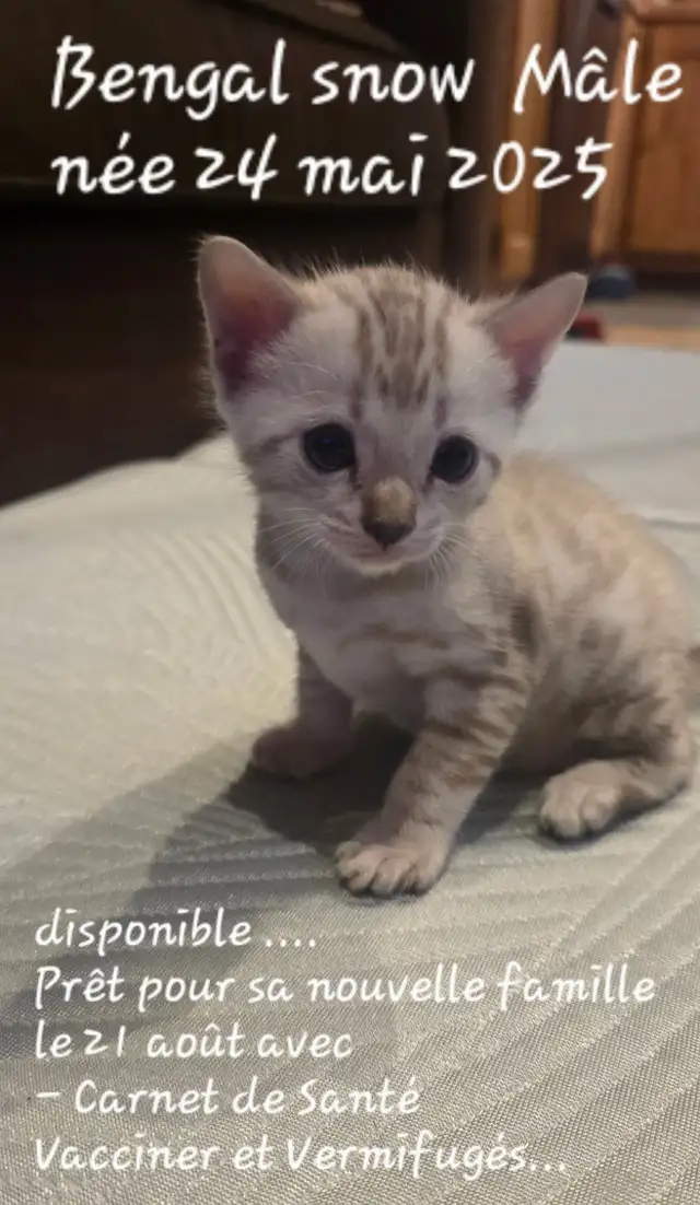 Chatons Bengal in Cats & Kittens for Rehoming in Laval / North Shore - Image 7