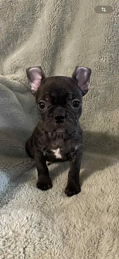 Bébé Boston Terrier/Bouledogue Francais (Frenchton) Prêt a partir né le 4 avril Vacciné , Vermifugé...