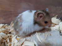 Baby Hamsters 