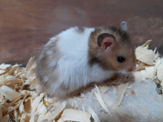 Baby Hamsters  in Small Animals for Rehoming in Trenton - Image 2