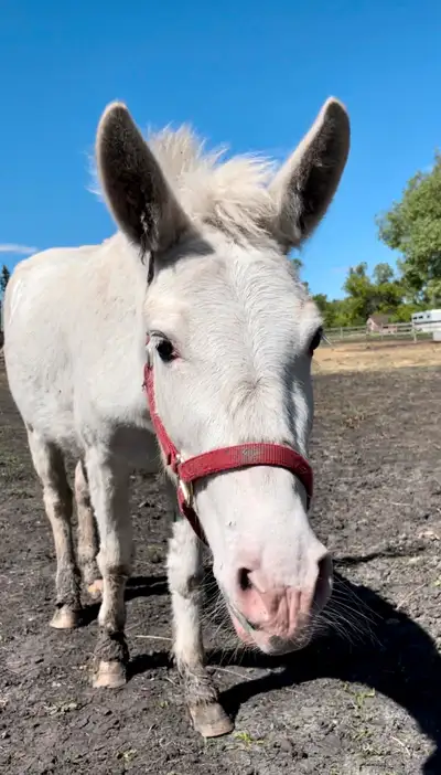 Pixie has been a very hard girl to win over. When she came here she was terrified of people. Her go...