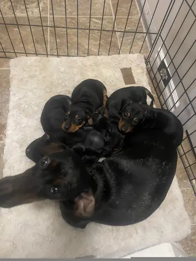 Miniature Dachshund Puppies., View more