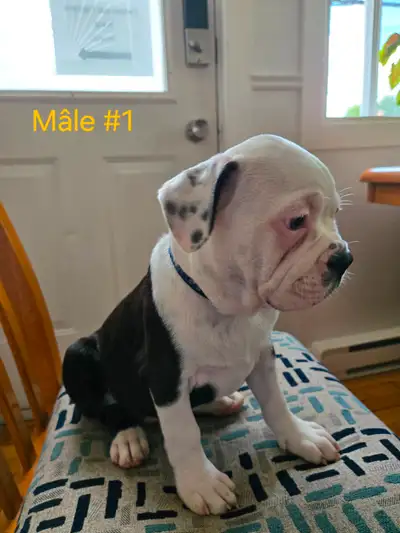Magnifique chiots Frenchton, View more