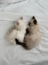 Purebred Ragdoll Kittens!