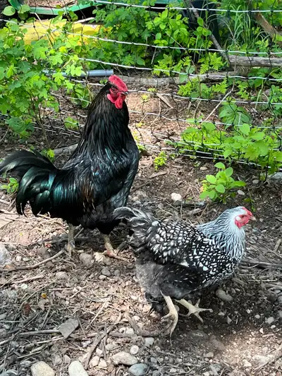 Lenny is a friendly rooster looking for new ladies as has fathered our new chicks. Contact if intere...