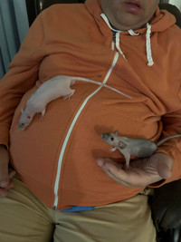 URGENT****2 rats femelle nu de trois mois avec une cage