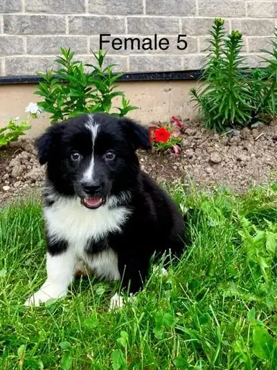 Australian Shepherd puppies, View more