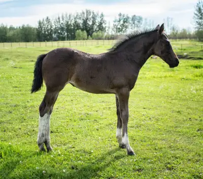 Pinto Warmblood x Friesian Filly, View more