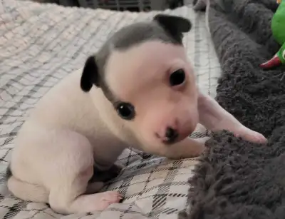 Réserve ton chiot chihuahua pure race 1 male 2 femelles, View more