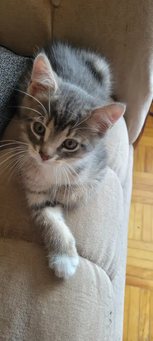 Chats à vendre : 4 chatons femelles et 1 chaton mâle. Ils sont nés à la maison dans de bonnes condit...