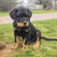 Rottweiler Puppies - Ready to go 