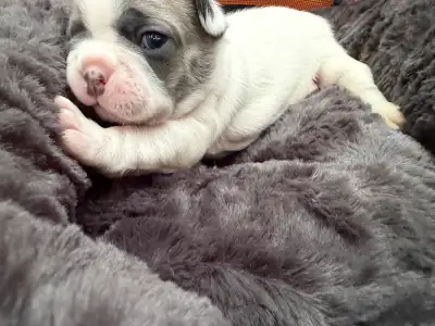 Exceptional French Bulldog Puppies available Easter Weekend, View more