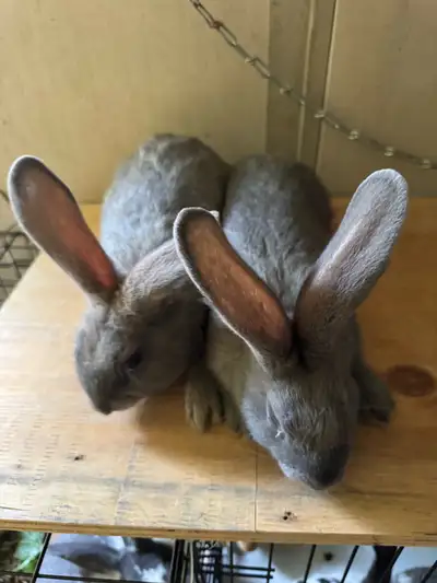 Health bunnies. Great pet for kids